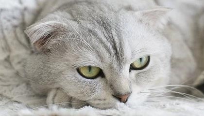 fb体育官网入口-伊朗队中场贝尔特拉在巴黎奥运会上展现出强大的进攻组织能力，伊朗拉什特