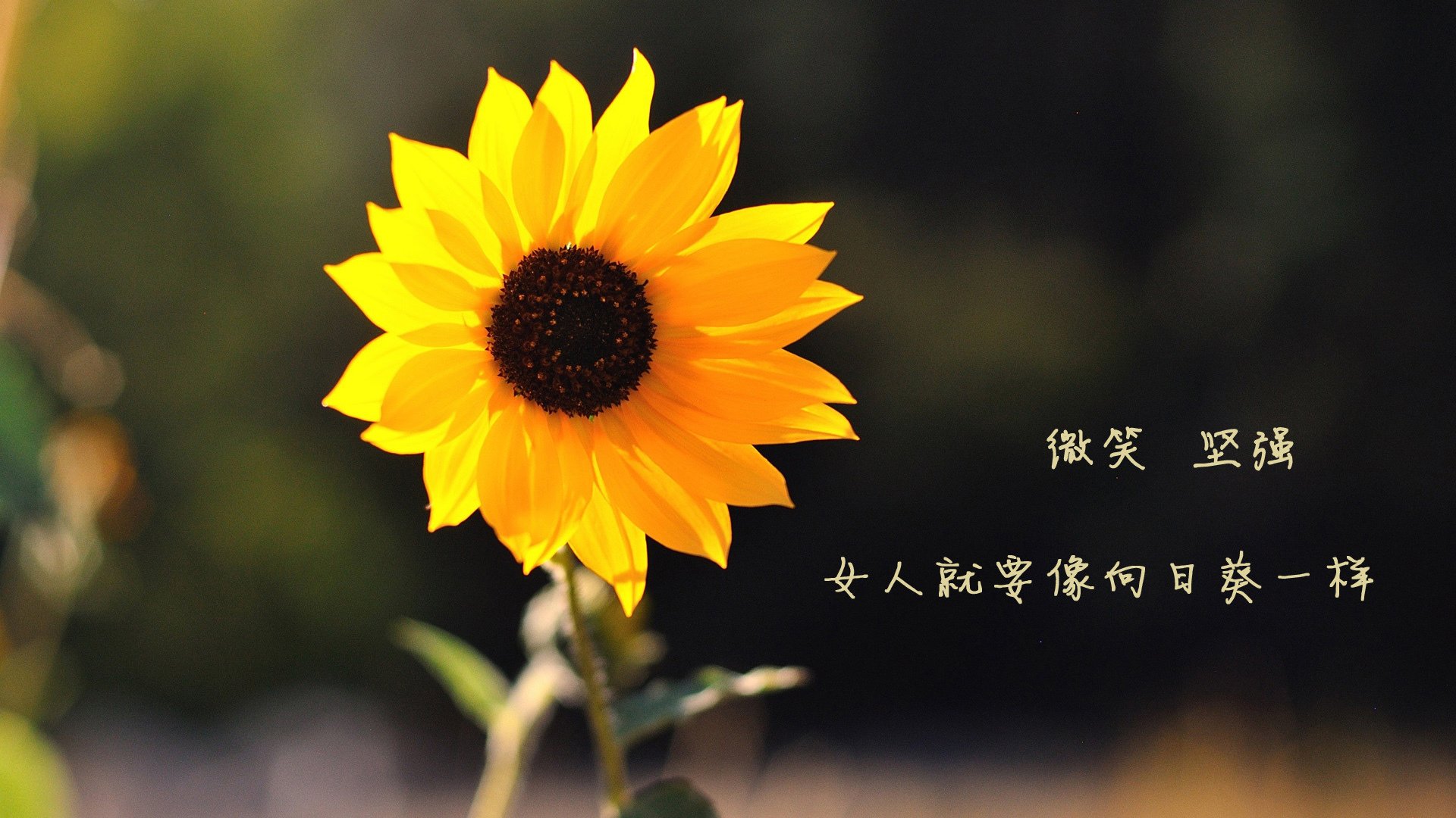 FaZe与拳头展开定制赛事合作谈判，拳头发布会